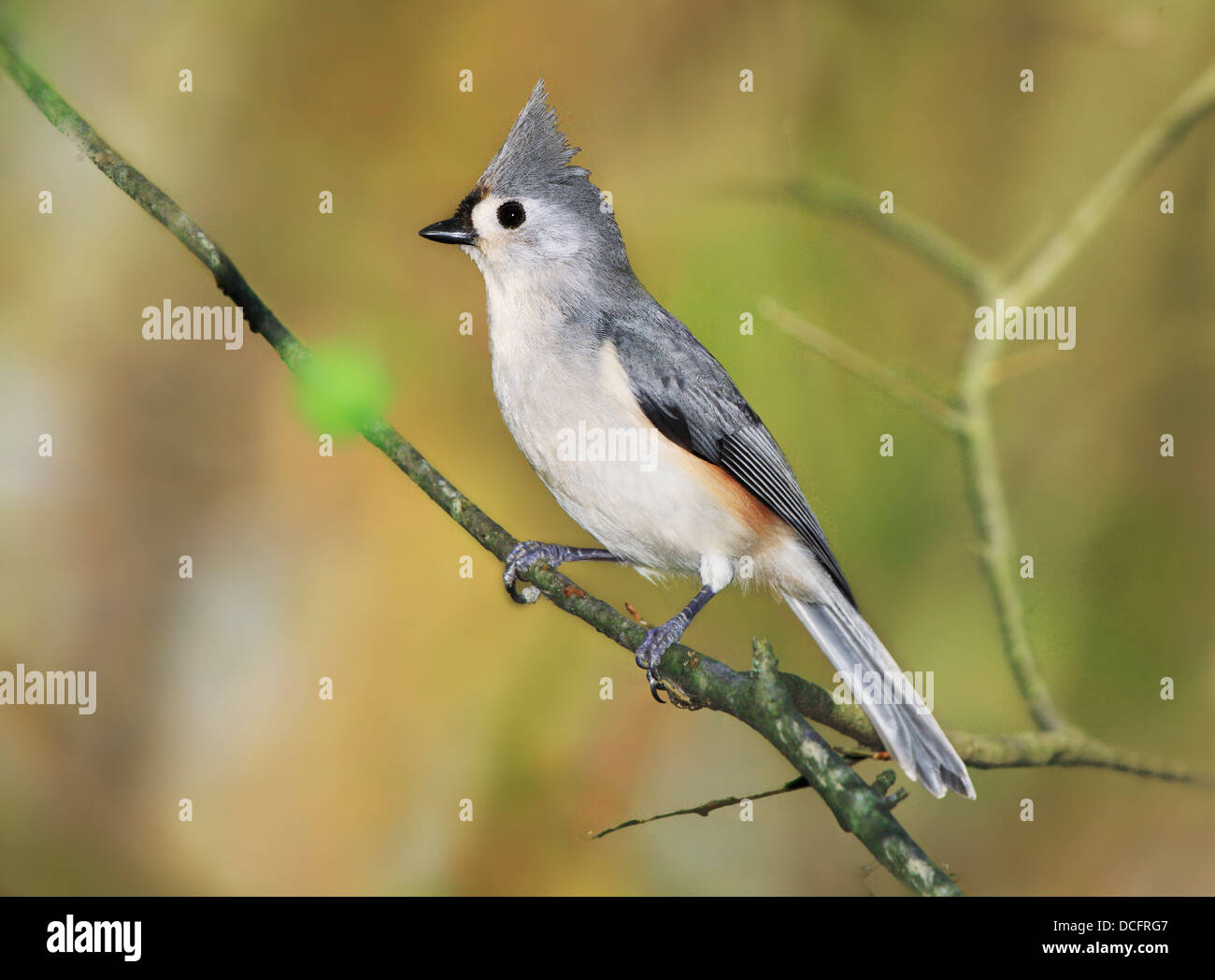 Un mignon petit oiseau, la mésange bicolore, joliment posant avec c'est Crest soulevées comme si pour un portrait, Parus bicolor Banque D'Images