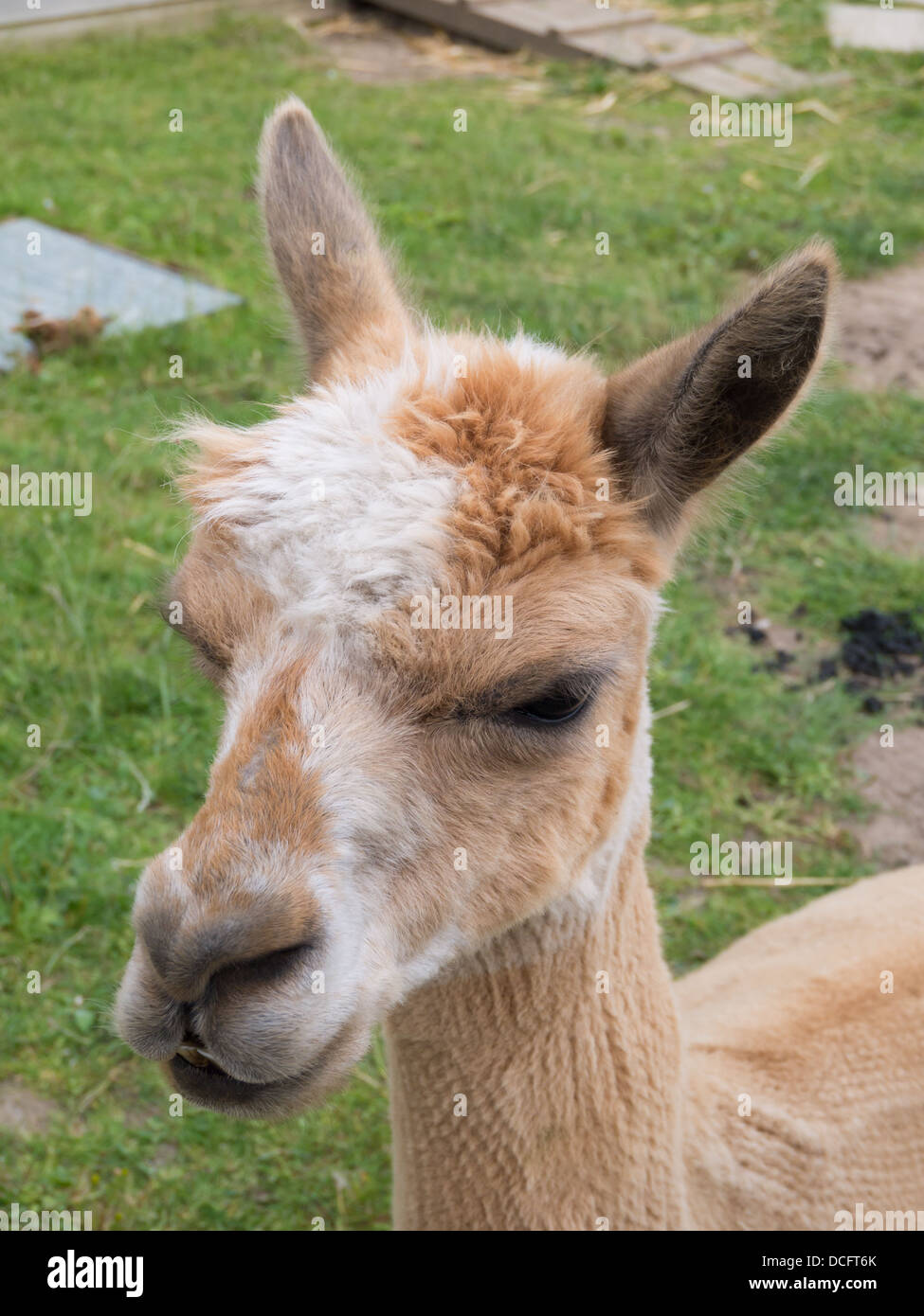 Llama dans un zoo pour enfants. Banque D'Images