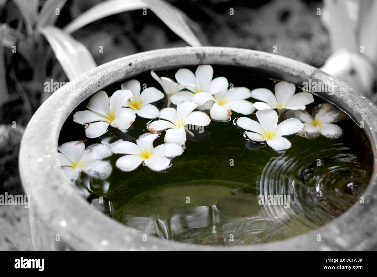 Couleur et noir et blanc. Fleurs de Plumeria est tombé dans le pot de terre cuite rempli d'eau de pluie / Thailande Banque D'Images