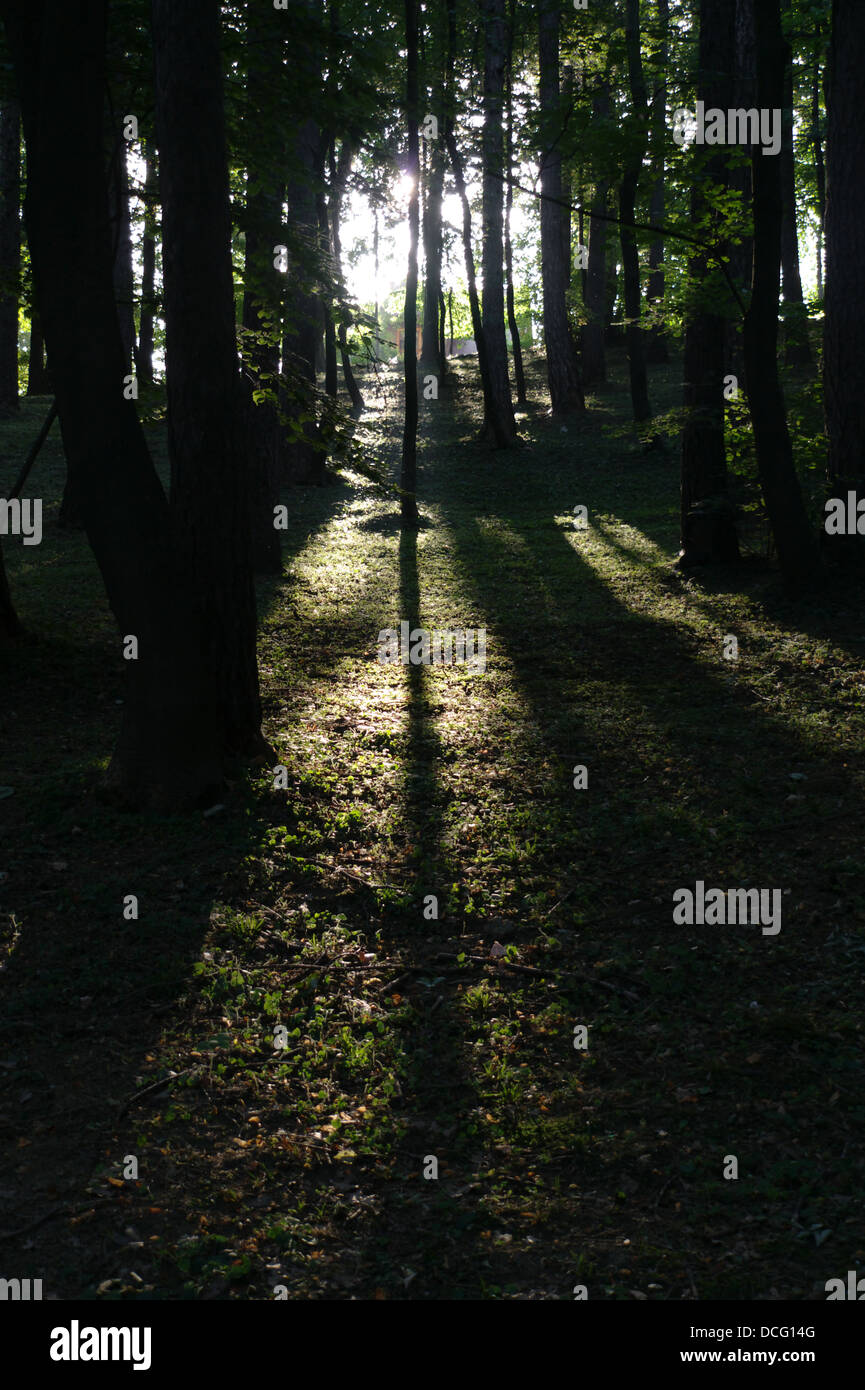 Lever du soleil dans la forêt Banque D'Images