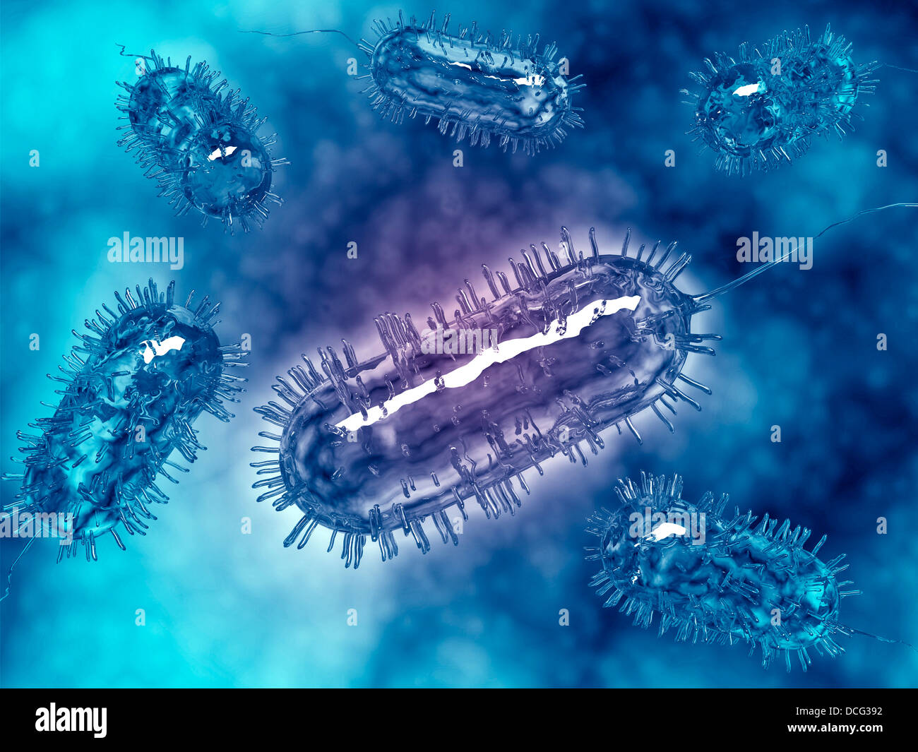 Groupe de bactéries Escherichia coli cellules, connues sous le nom de E. coli. Banque D'Images