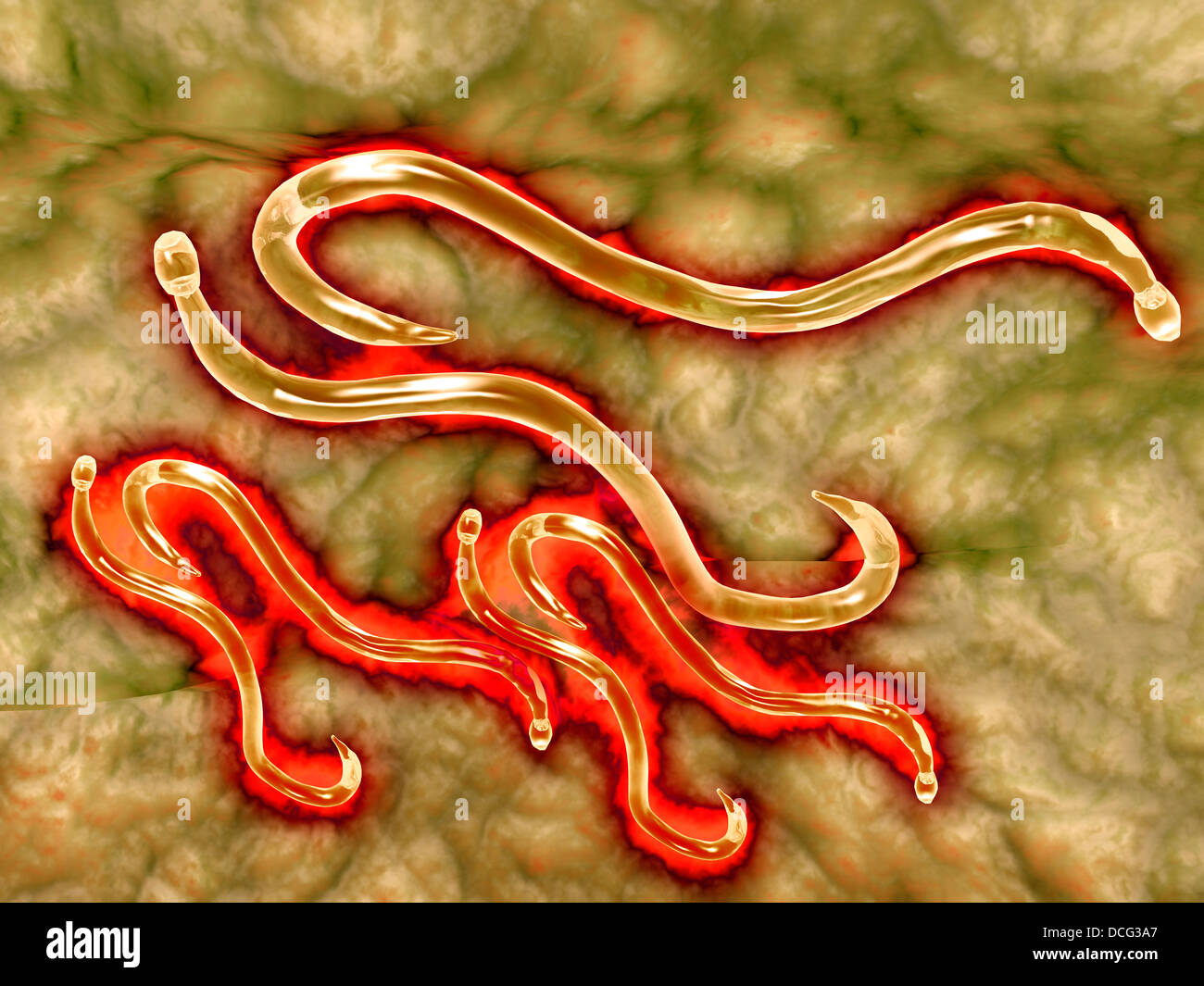 Vue microscopique de l'ankylostomiase. Banque D'Images Vue microscopique de l'ankylostomiase. Banque D'Images