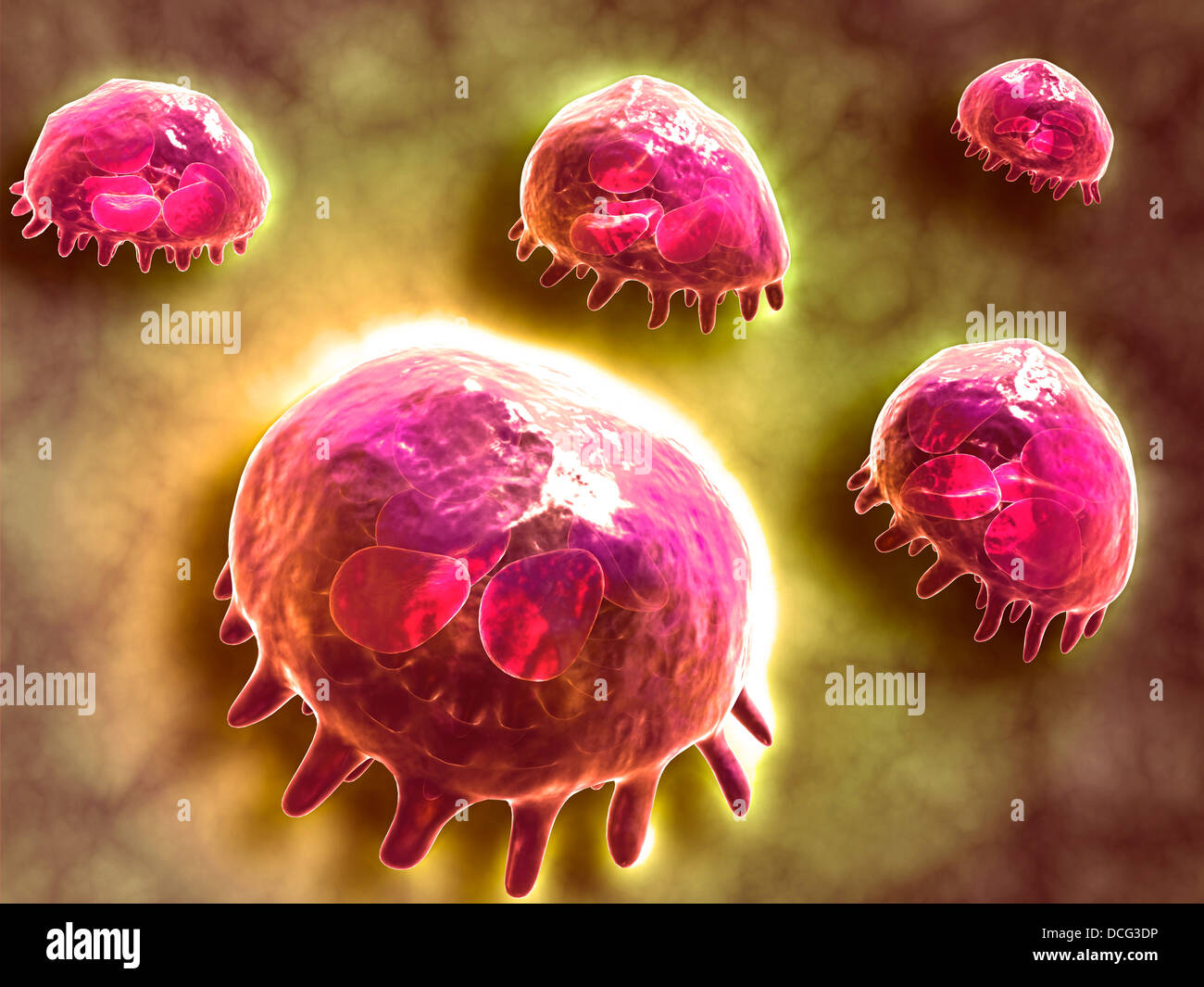 Vue microscopique des macrophages phagocytaires, qui sont impliqués dans la réponse immunitaire dans l'organisme. Banque D'Images