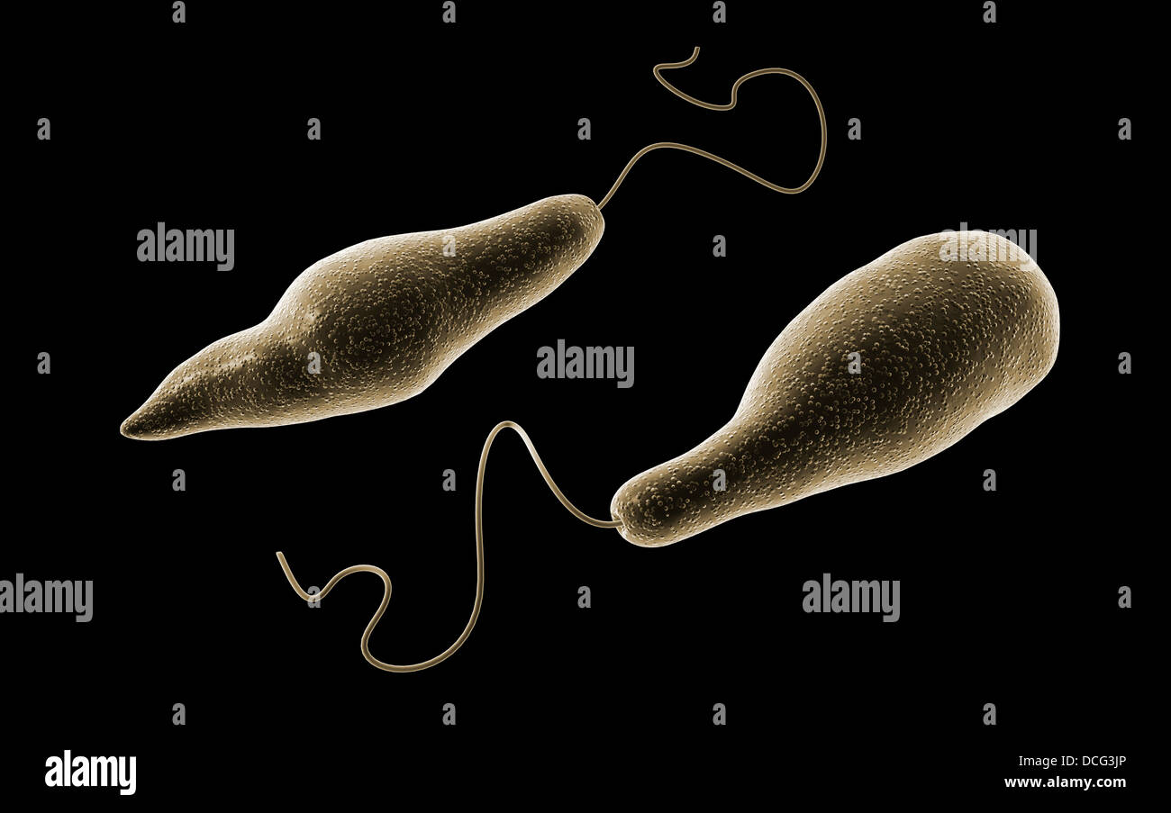 Image conceptuelle de l'euglène. Banque D'Images