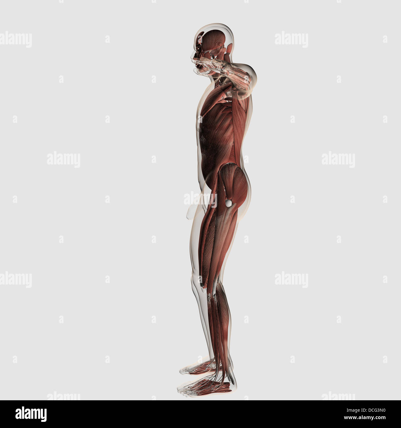 Anatomie du système musculaire homme, vue de côté. Banque D'Images