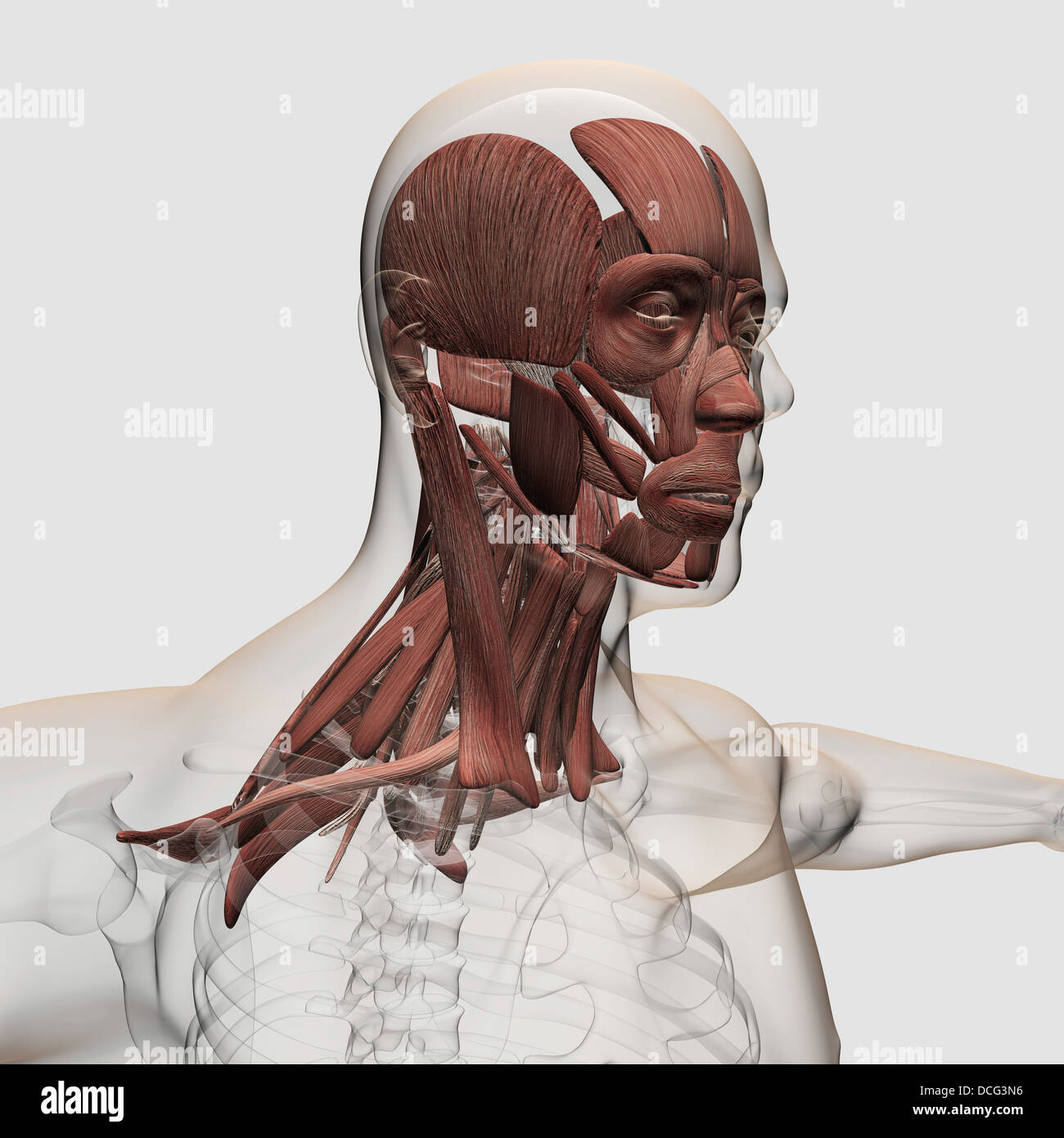 Anatomie de l'homme soins du visage et des muscles du cou, vue de face. Banque D'Images