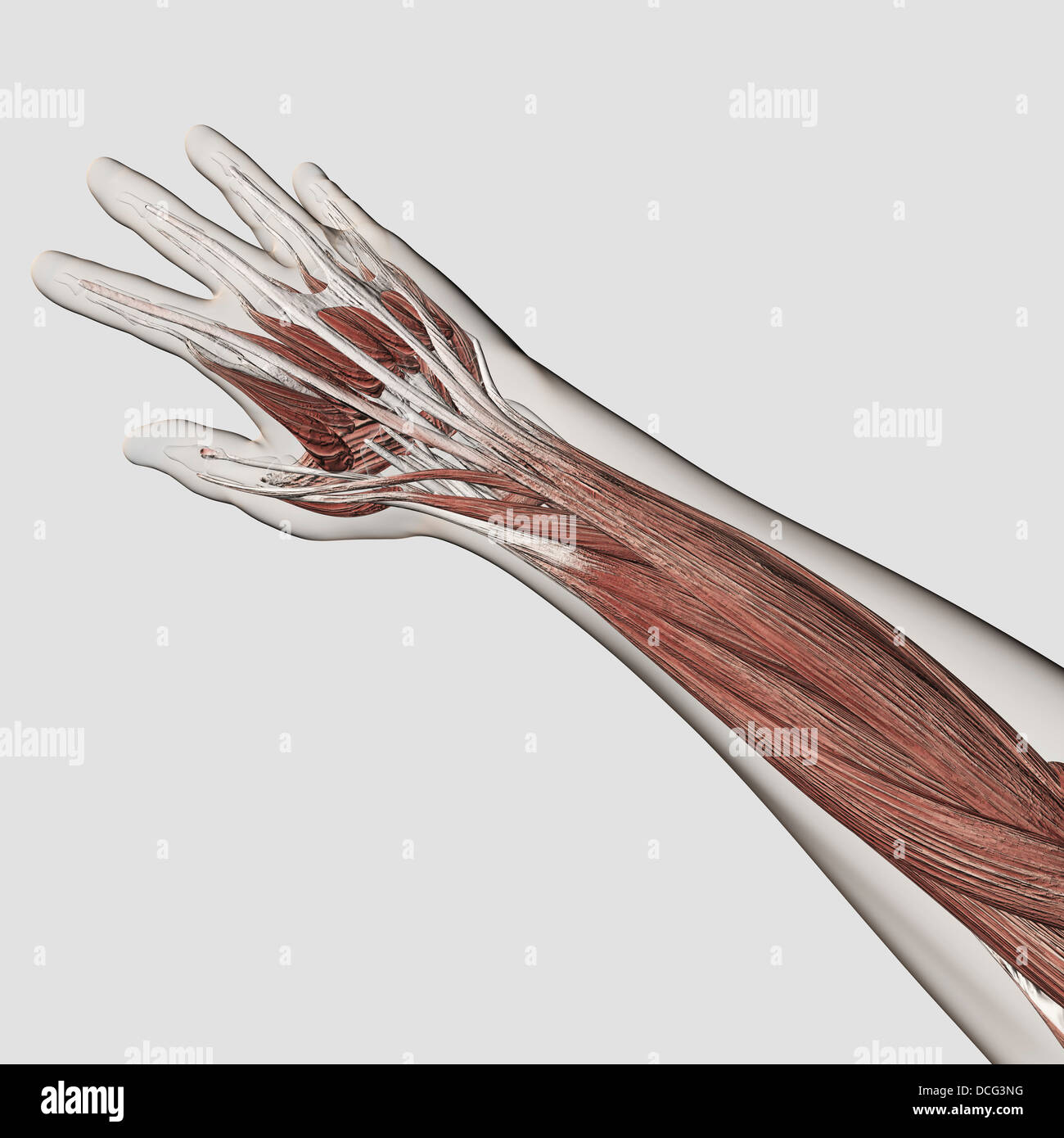 Anatomie du muscle de bras humain et de la main. Banque D'Images