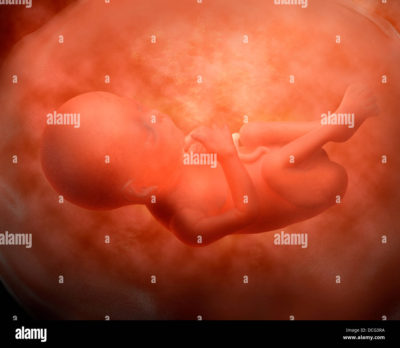 Illustration médicale de développement du foetus à 24 semaines. Banque D'Images