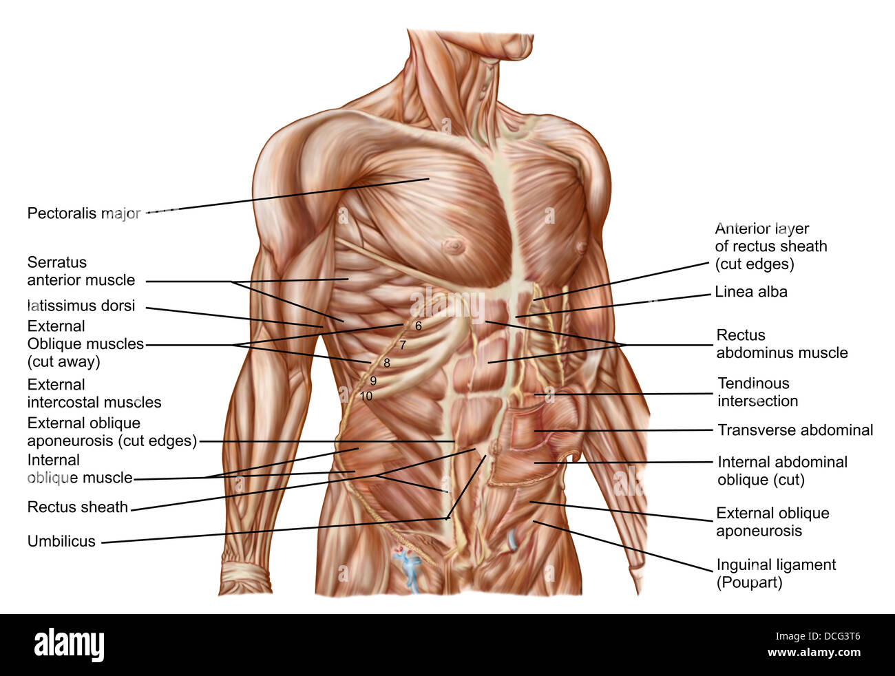 Des droits de l'anatomie des muscles abdominaux Photo Stock Alamy