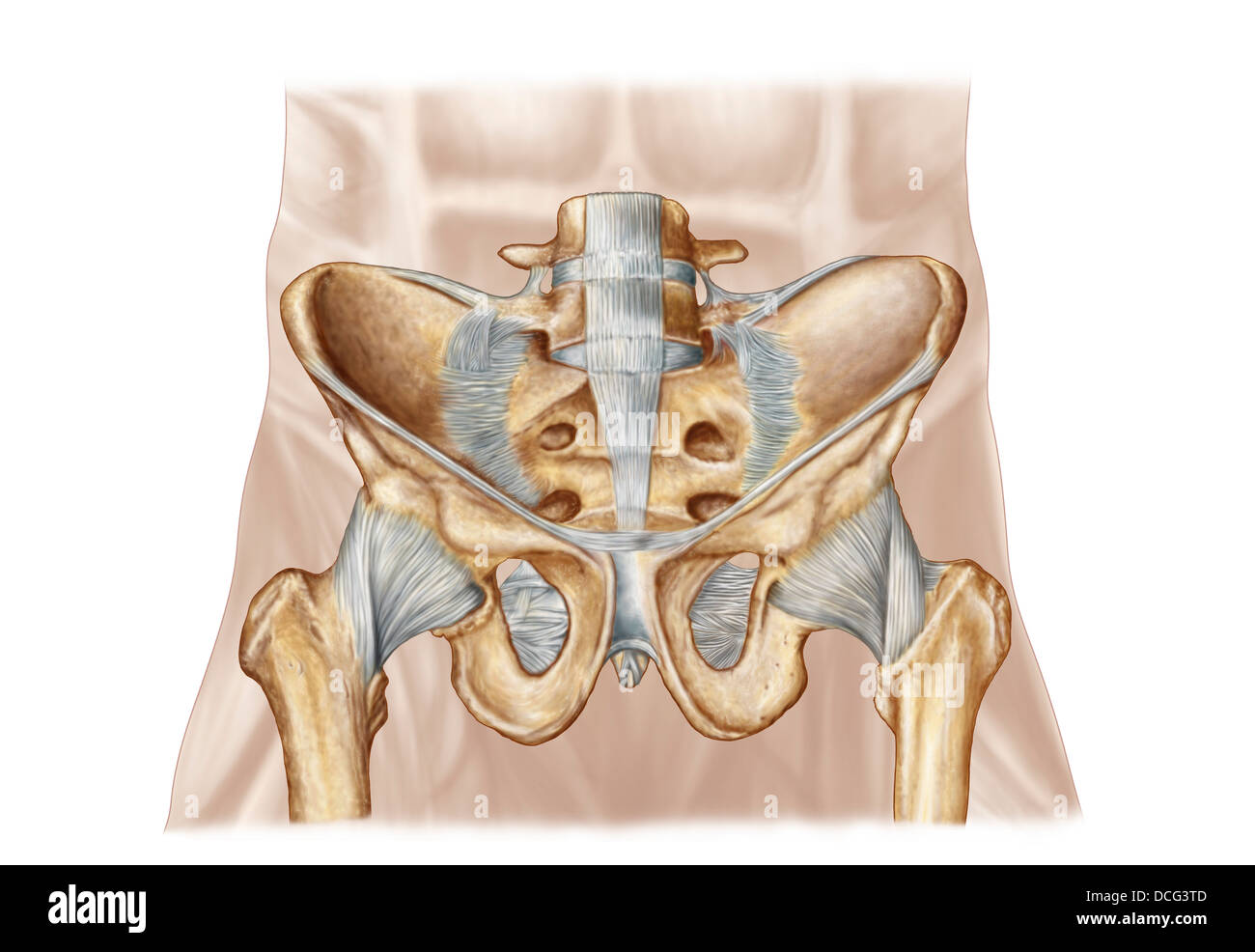 Anatomie de l'os du bassin et des ligaments. Banque D'Images