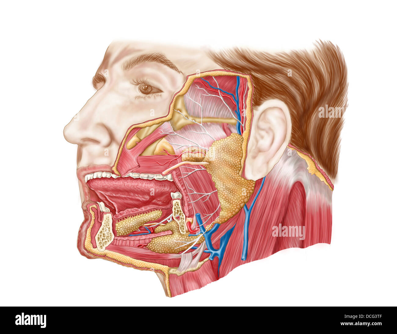 Des droits de l'anatomie des glandes salivaires. Banque D'Images