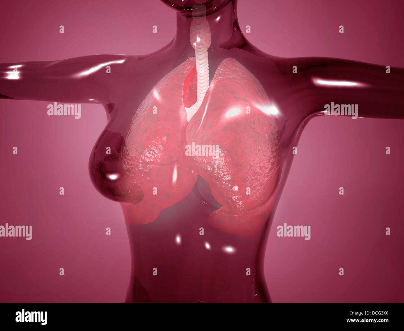 Image conceptuelle du corps féminin avec les poumons, le regard vitreux. Banque D'Images