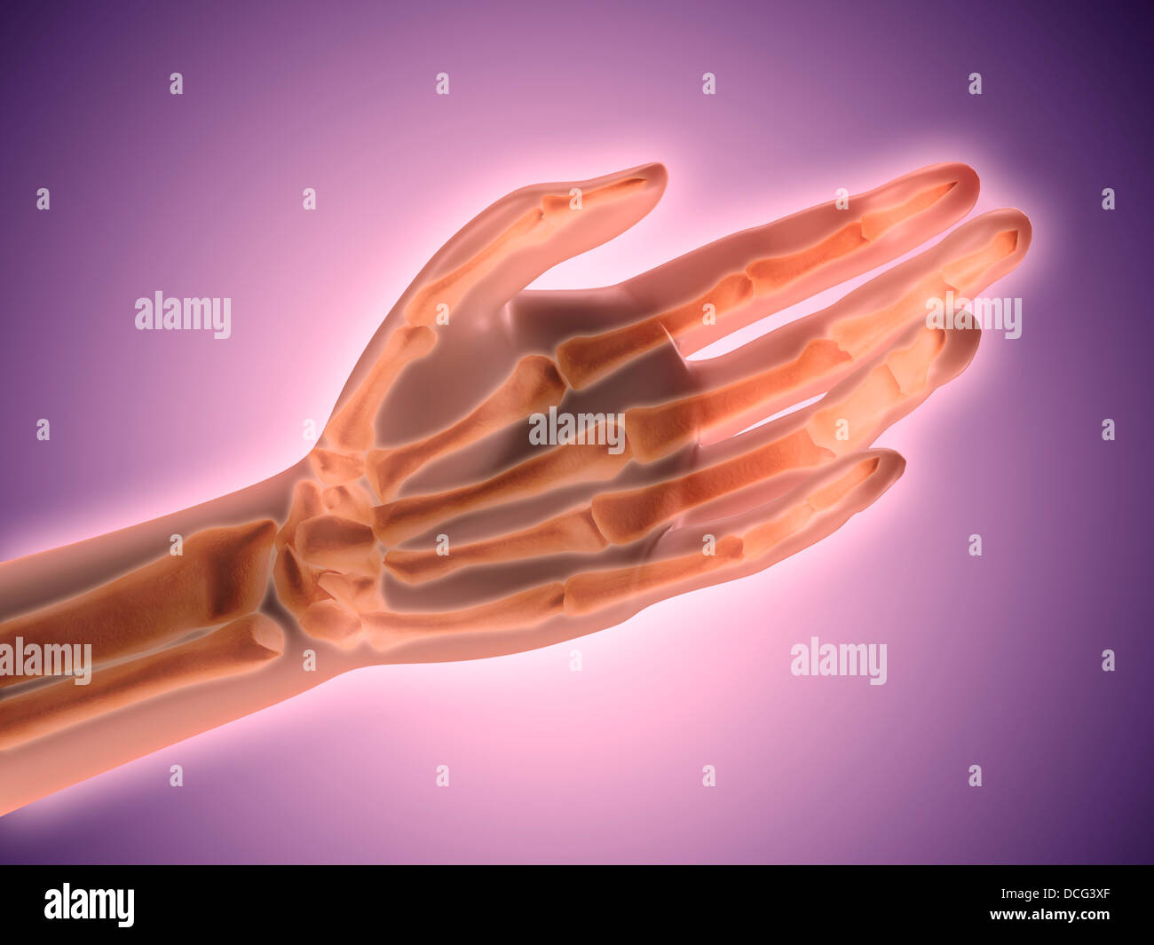 Image conceptuelle d'os de main humaine. Banque D'Images