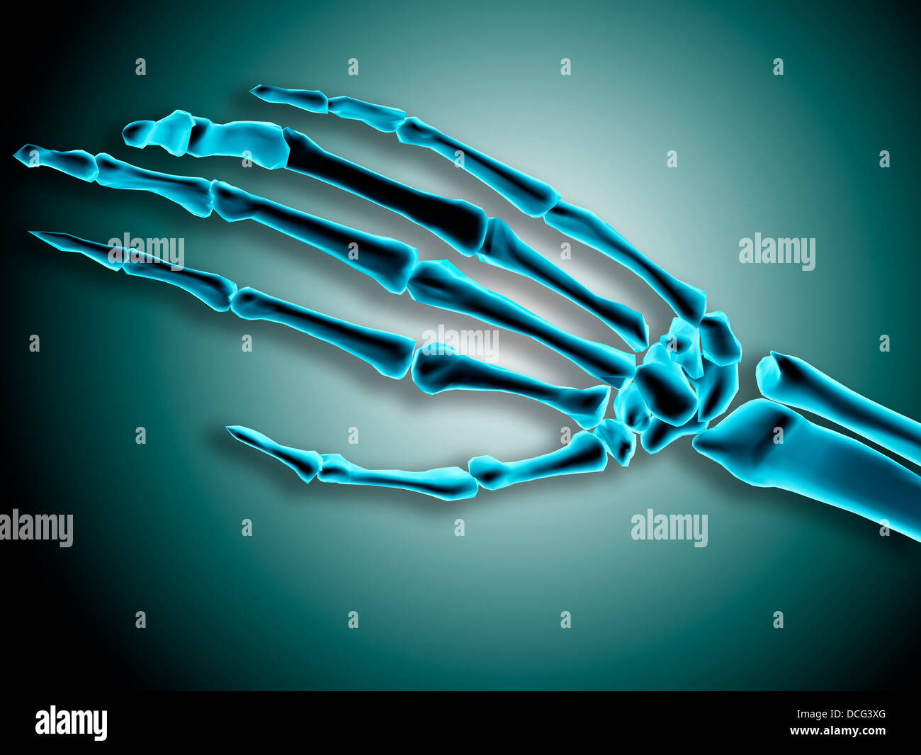 Vue interne d'os de main humaine. Banque D'Images