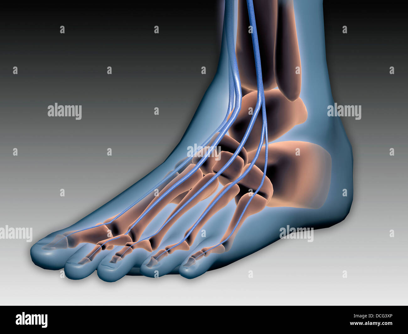 Image conceptuelle de pied humain avec le système nerveux. Banque D'Images