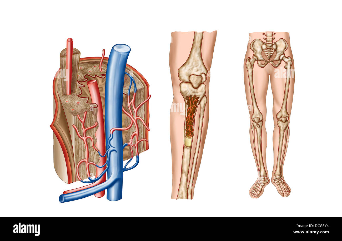 Anatomie de la moelle osseuse humaine. Banque D'Images
