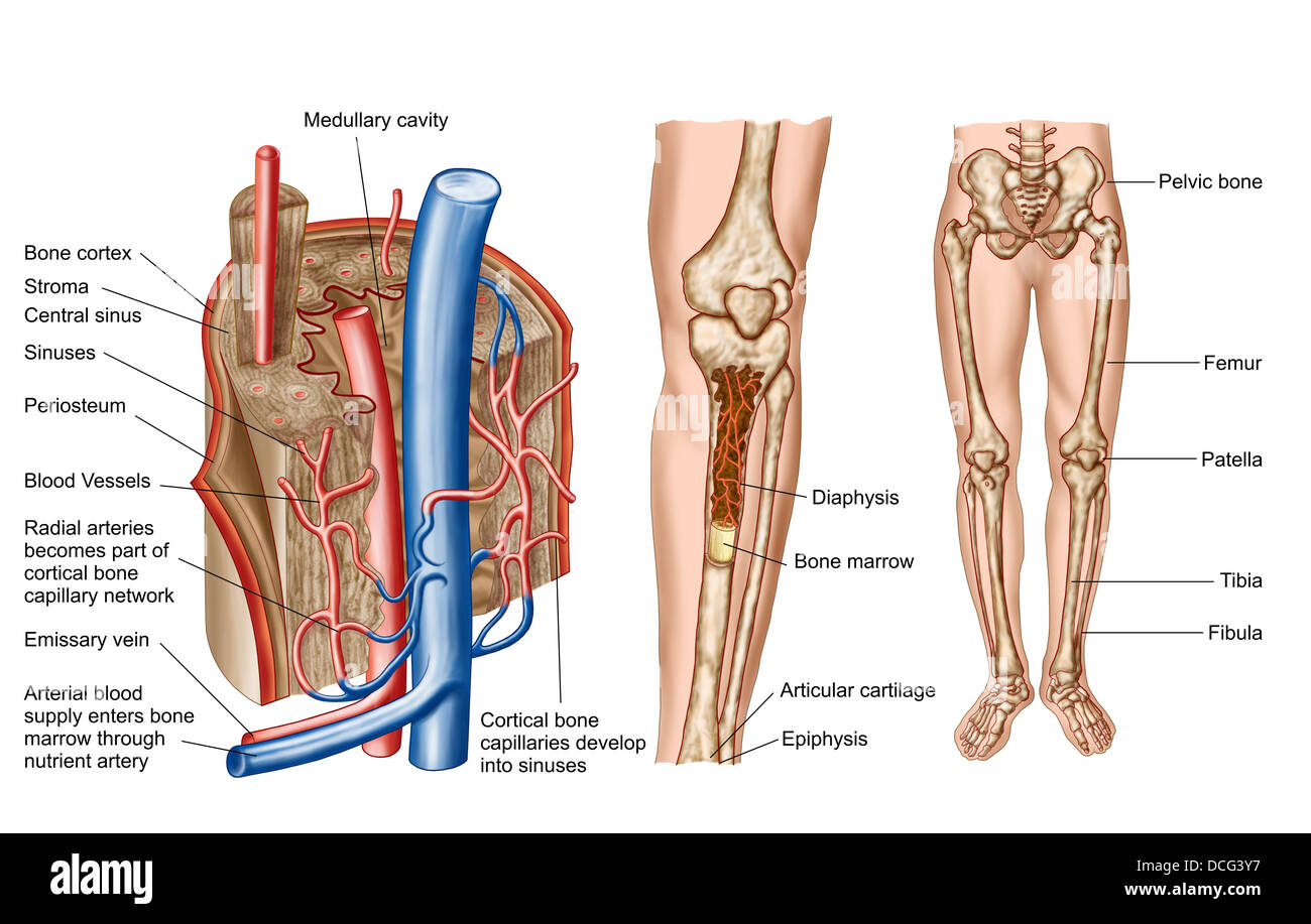Anatomie de la moelle osseuse humaine. Banque D'Images