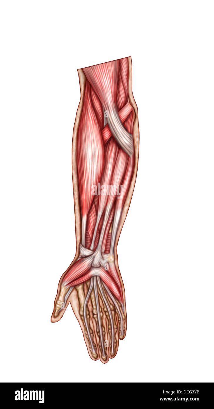 Anatomie de l'avant-bras, des muscles superficiels vue antérieure. Banque D'Images