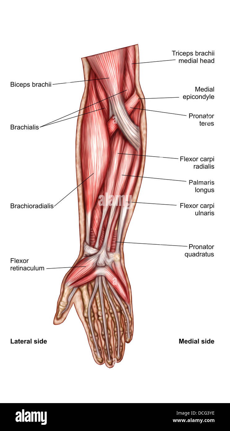 Anatomie de l'avant-bras, des muscles superficiels vue antérieure Photo  Stock - Alamy