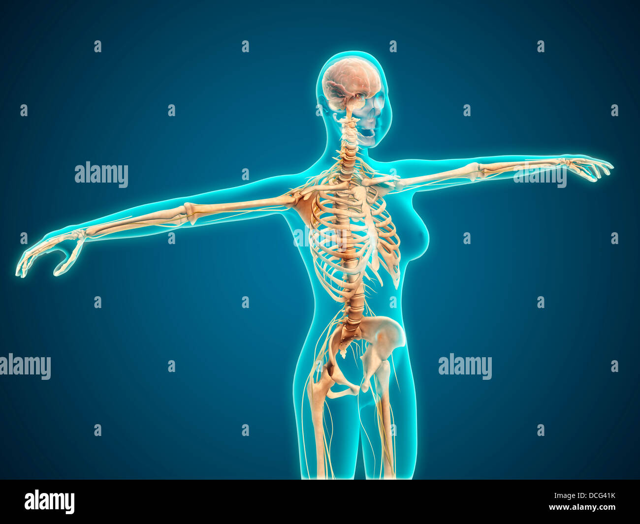 Vue interne du corps féminin montrant le système squelettique. Banque D'Images