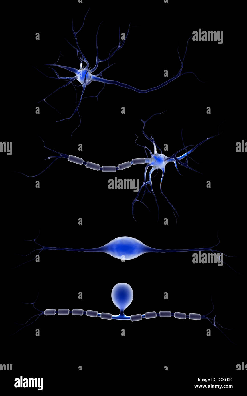 Image conceptuelle d'un neurone. Banque D'Images