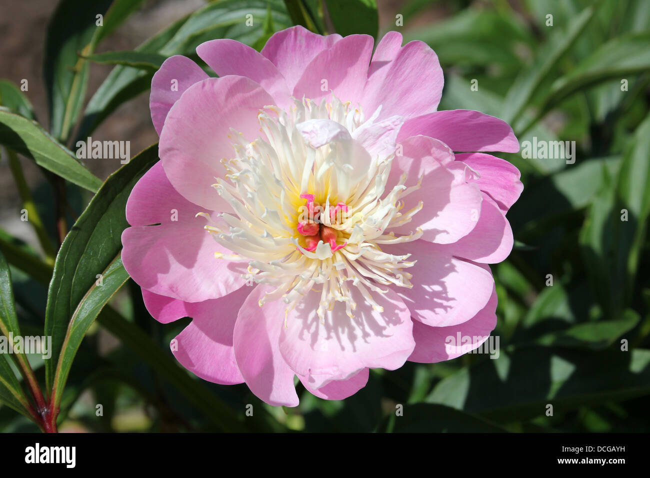 Une pivoine arbustive rose délicate Banque D'Images