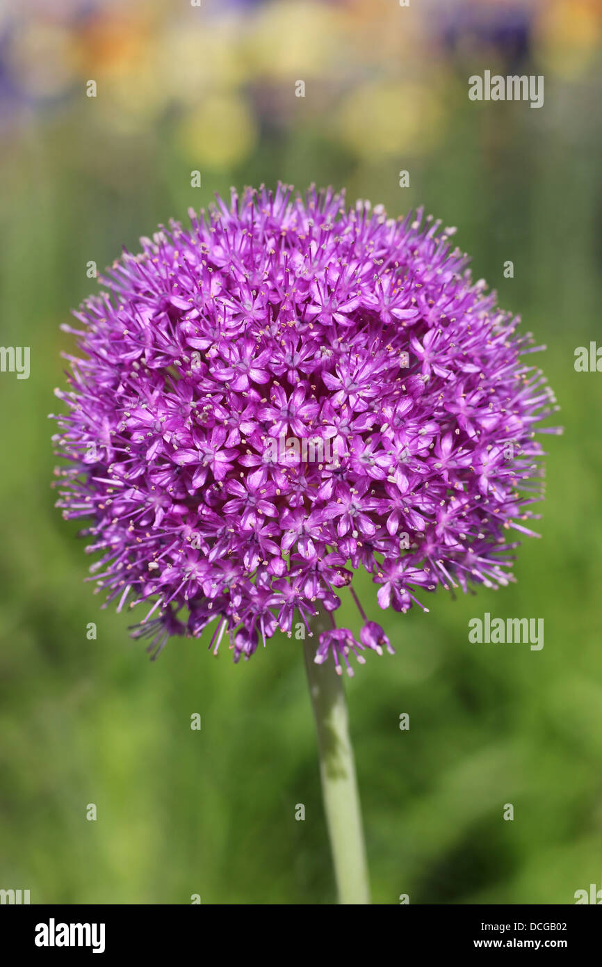 Allium Fleurs Banque D'Images