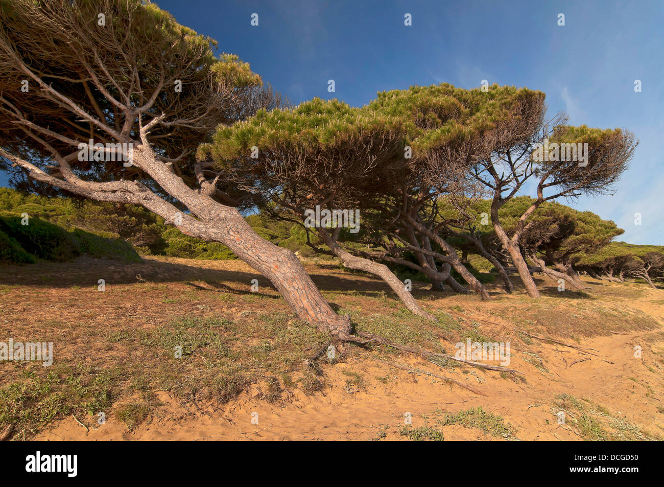 Parc Naturel de La Breña et les marais de Barbate, pins tordus du vent, Barbate, Cadix-province, région d'Andalousie, Espagne, Europe Banque D'Images