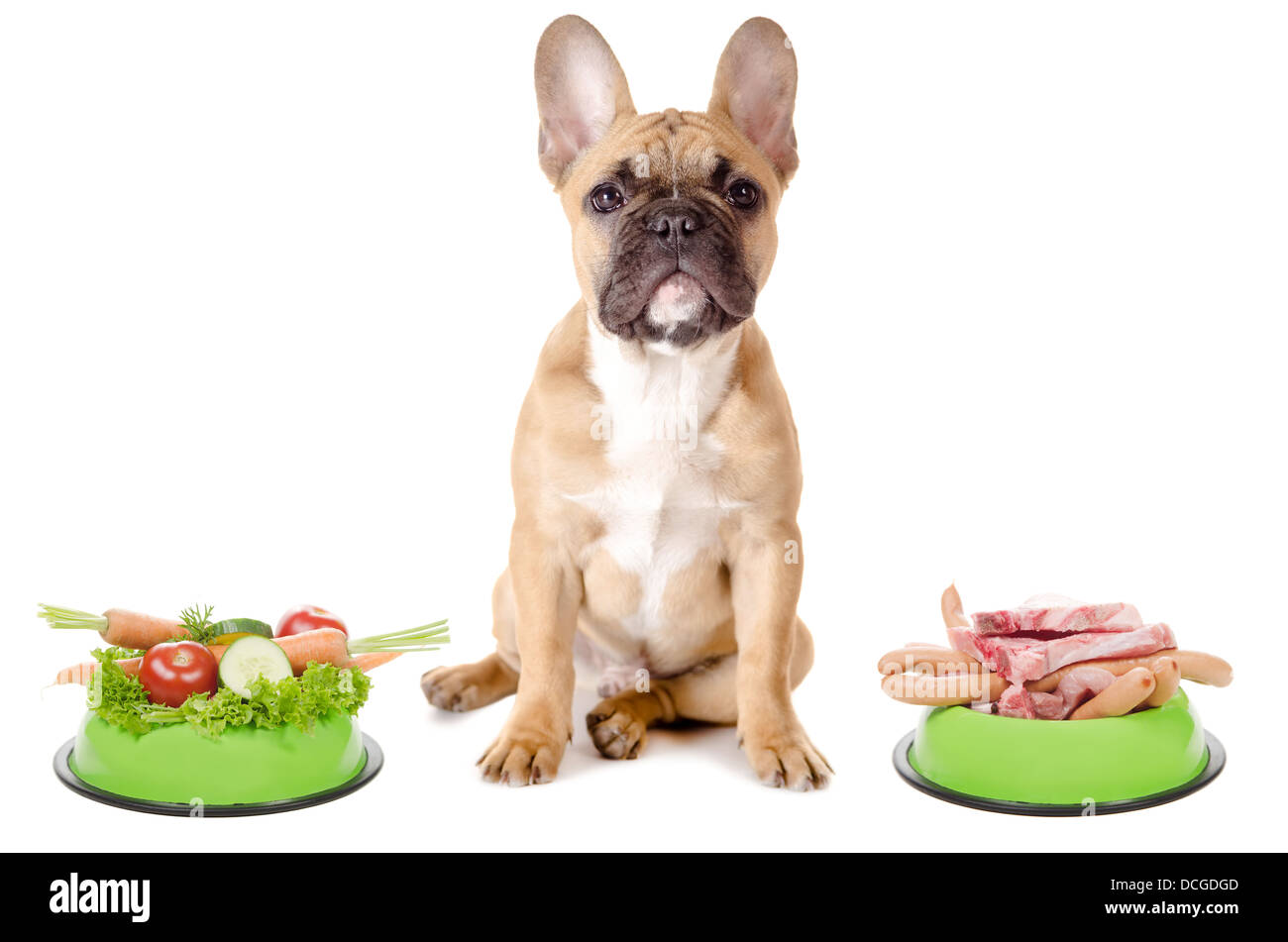 Un chien a le choix entre la viande ou les légumes avant fond blanc Banque D'Images