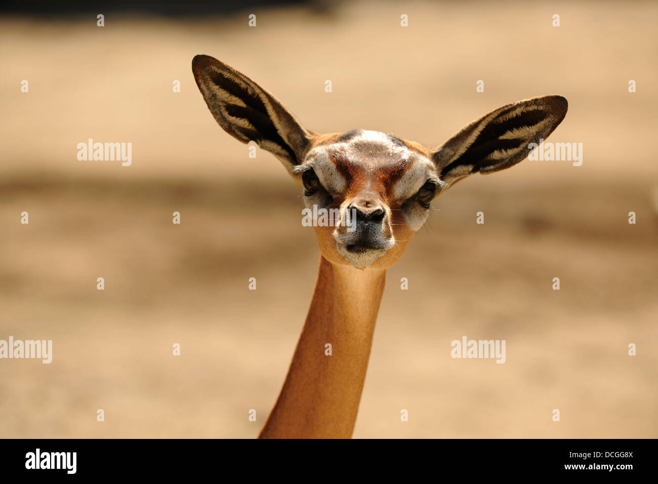 Gerenuk Banque D'Images