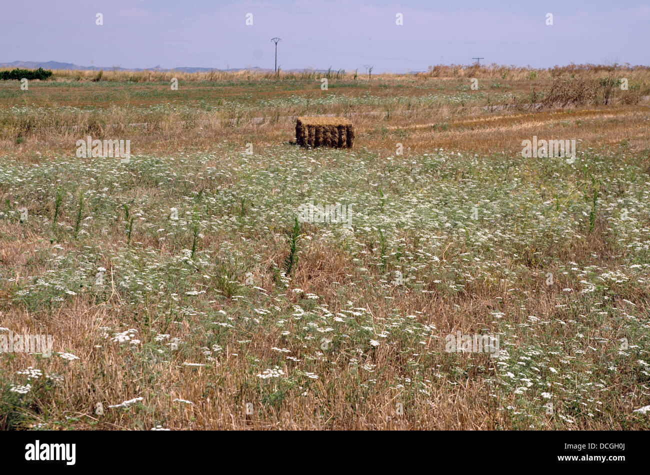Botte de paille à Murillo El Cuende, Navarra (Espagne) Banque D'Images