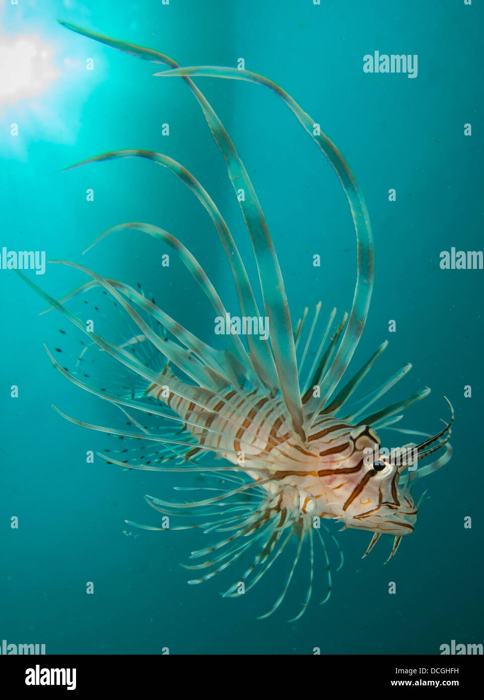 Vue rapprochée d'une rascasse volante (Pterois volitans), Gorontalo, Indonésie. Banque D'Images