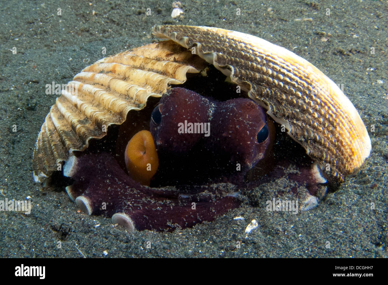 Un poulpe de coco, le Détroit de Lembeh, Sulawesi, Indonésie. Banque D'Images