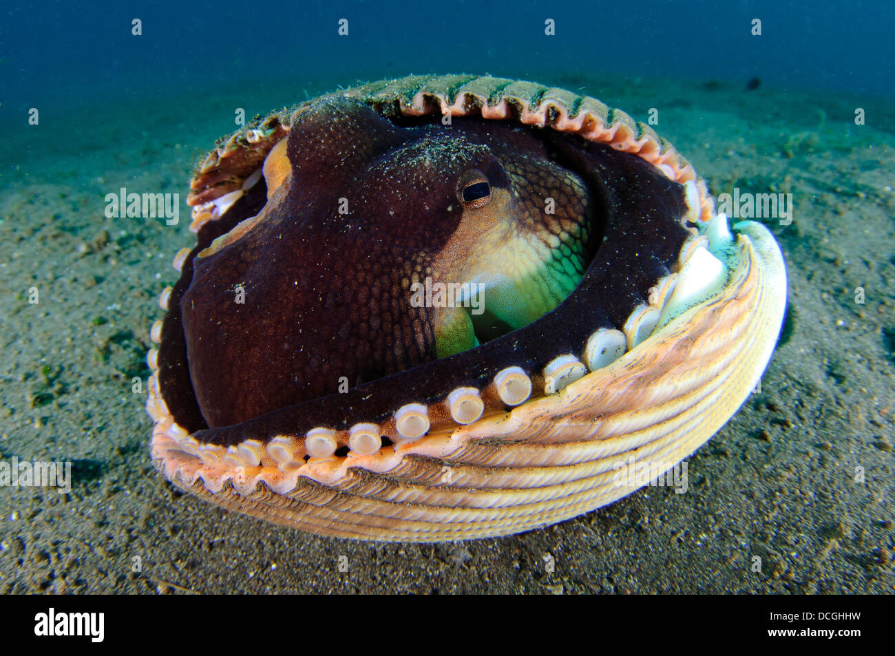 Un poulpe de coco, le Détroit de Lembeh, Sulawesi, Indonésie. Banque D'Images