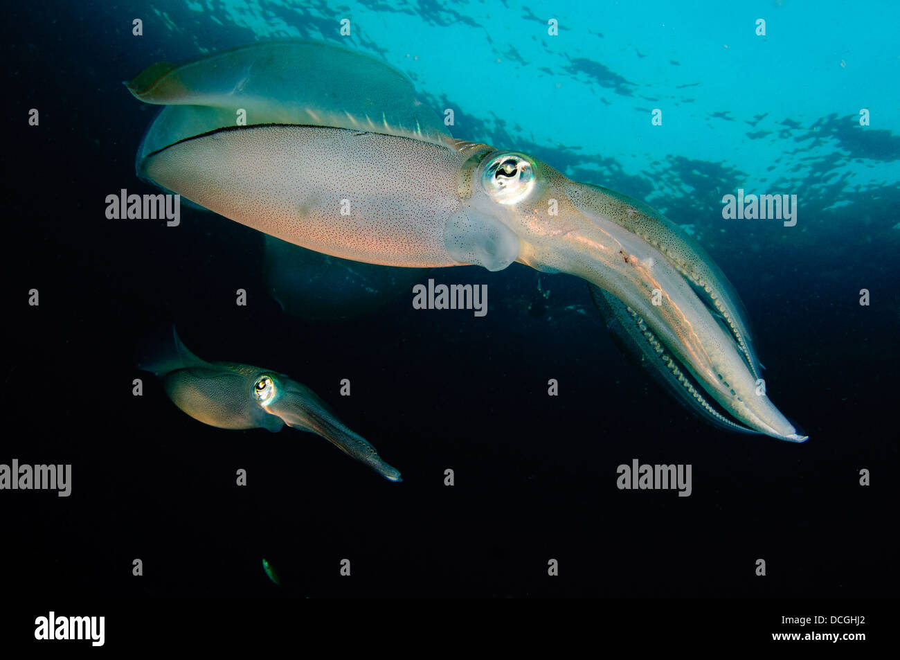 Bigfin reef squid tendant les oeufs le long d'une ligne de bouées, le Détroit de Lembeh (Indonésie). Banque D'Images
