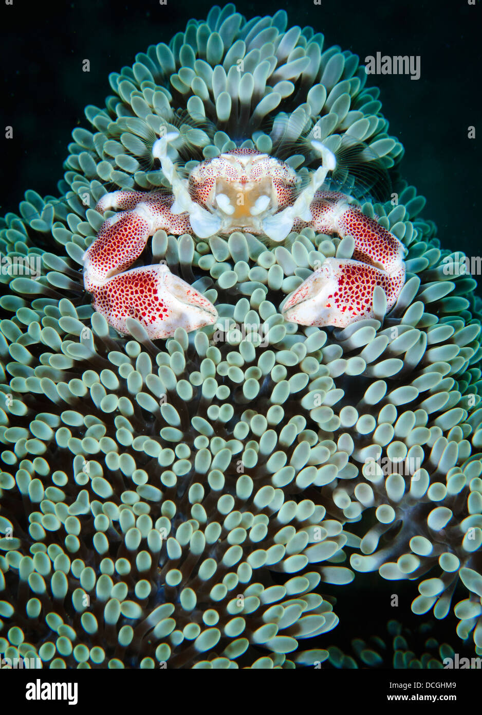 Crabe porcelaine maculée (Neopetrolisthes maculatus), l'anémone à Gorontalo, Sulawesi en Indonésie. Banque D'Images