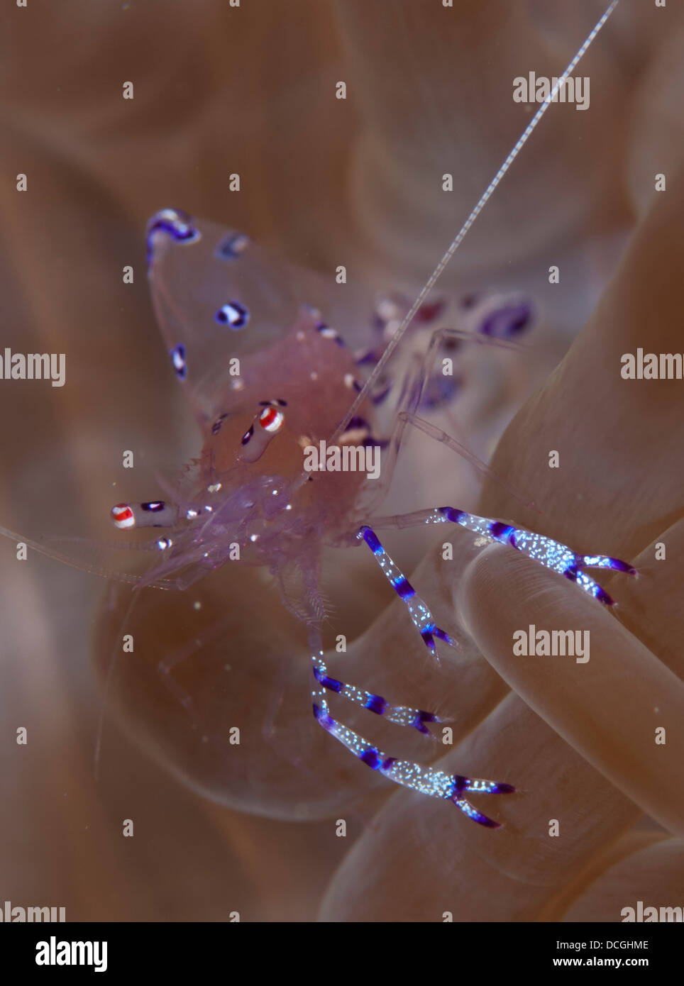 Anémone (crevette Periclimenes Sarasvati sarasvati), l'anémone à Gorontalo, Sulawesi, Indonésie Banque D'Images