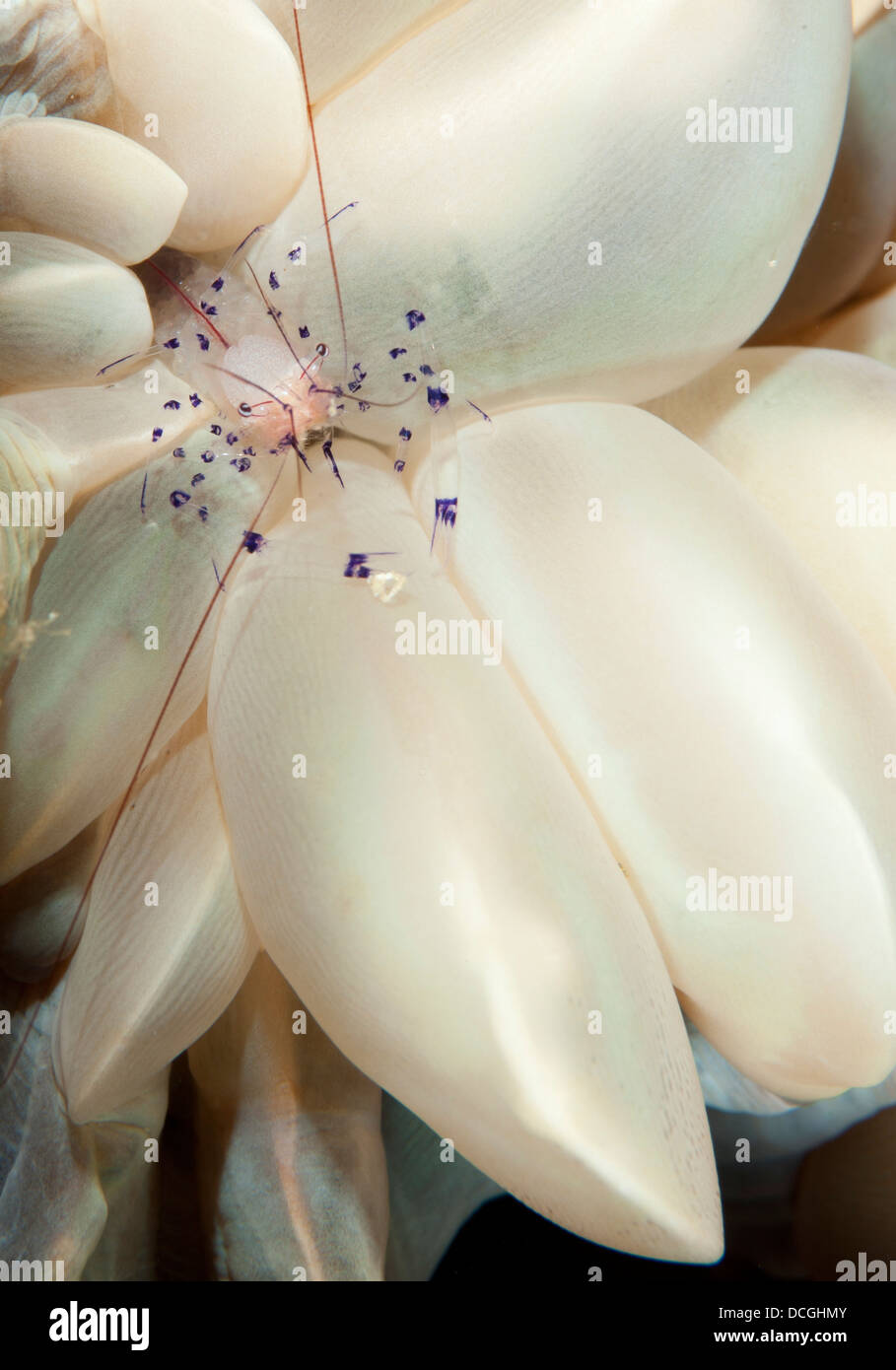 Les rares Coleman's coral shrimp (Vir colemani), Gorontalo, Sulawesi, Indonésie. Banque D'Images