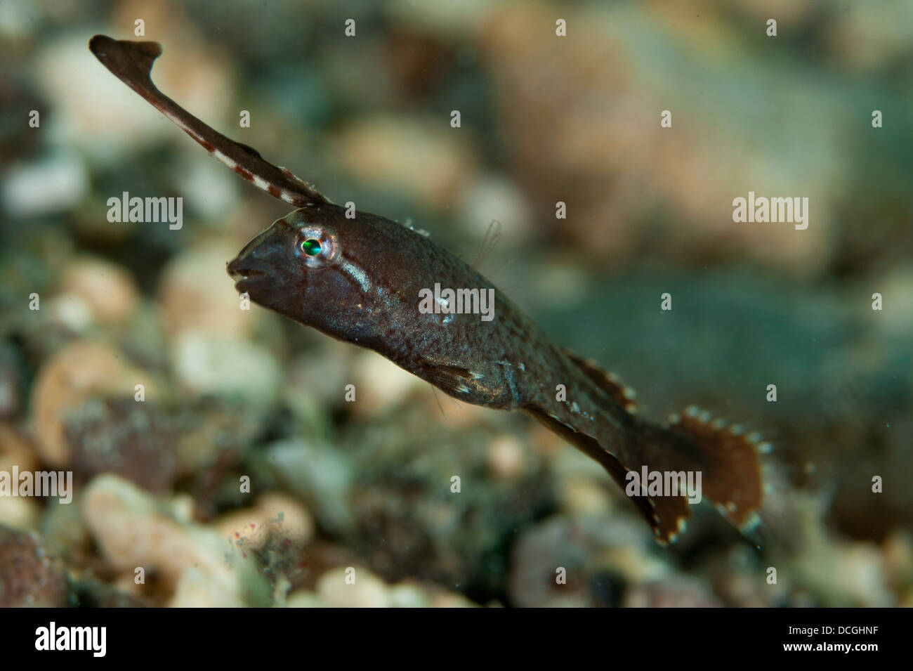 Peacock razorfish (Iniistius) pavo, Gorontalo, Indonésie. Banque D'Images