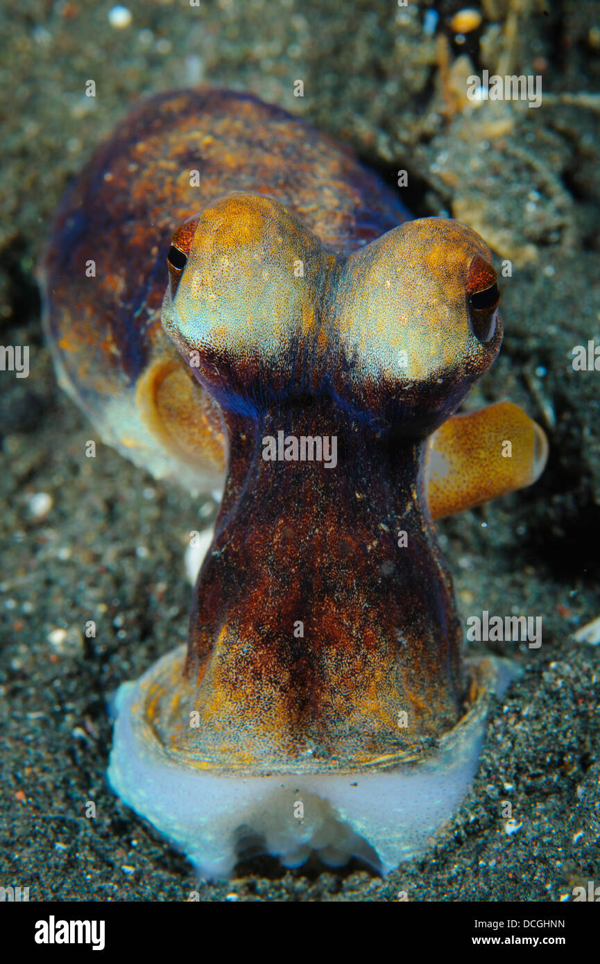 La journée poulpe (Octopus cyanea) sur sable volcanique, le Détroit de Lembeh (Indonésie). Banque D'Images