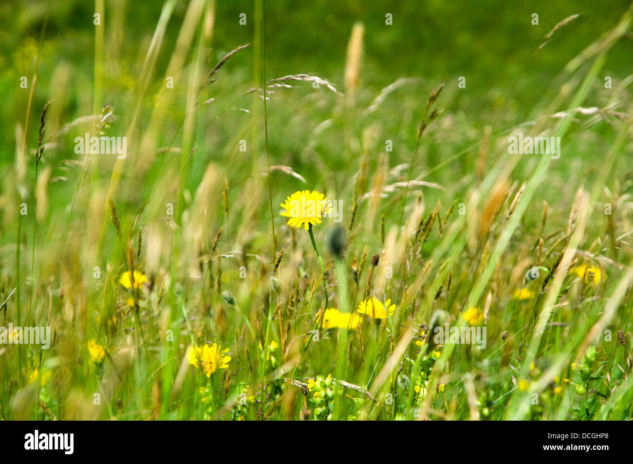 Pré de fleurs sauvages, près de la réserve naturelle nationale de Kenfig, au Pays de Galles de Porthcawl. Banque D'Images