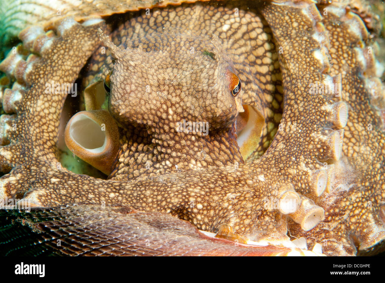 Un poulpe de coco, le Détroit de Lembeh, Sulawesi, Indonésie. Banque D'Images