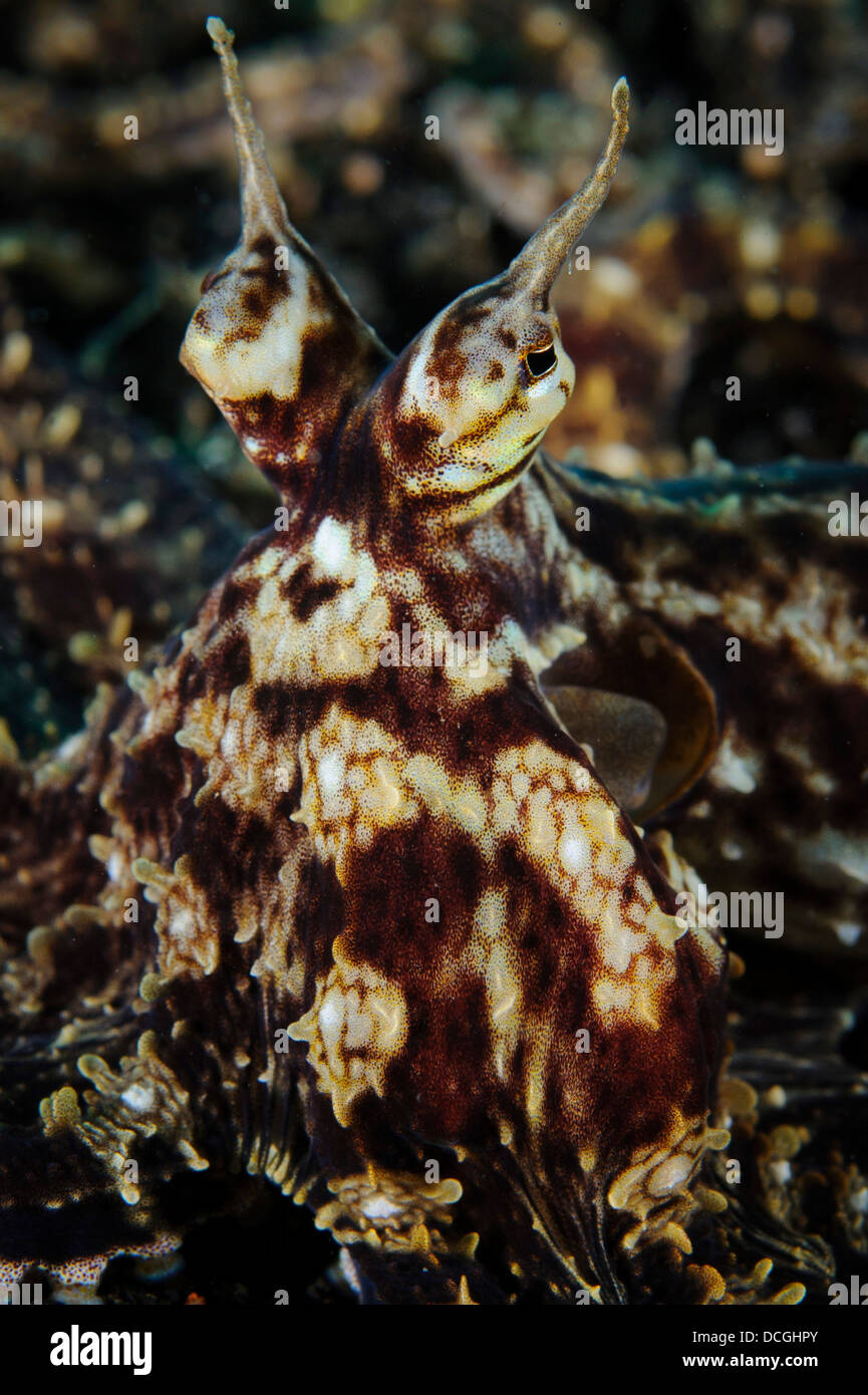 Mimic octopus (Thaumoctopus mimicus), soin du visage, sur le Détroit de Lembeh (Indonésie). Banque D'Images