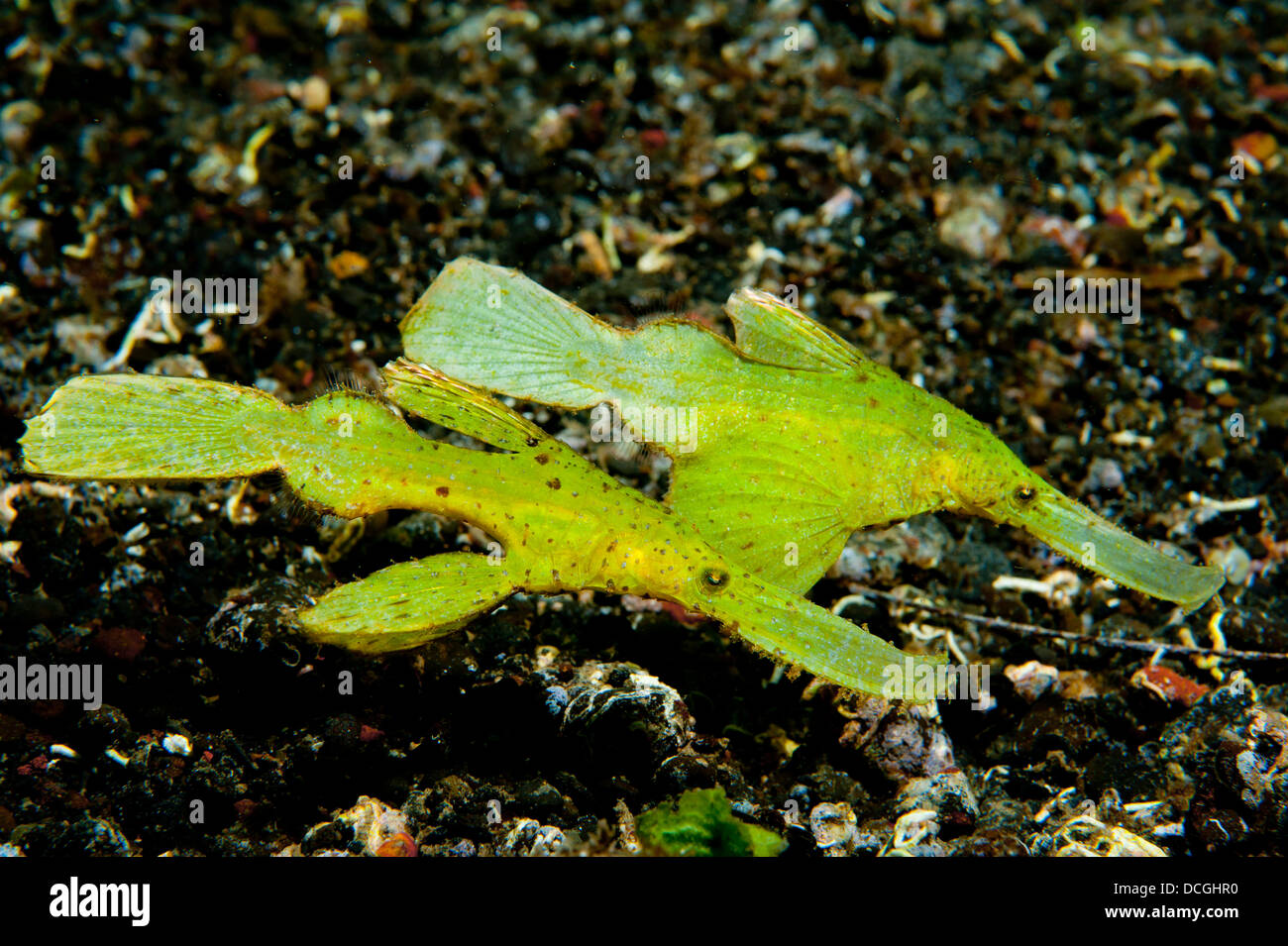 Syngnathe fantôme robuste deux (Solenostomus cyanopterus), côte à côte contre sable volcanique, le Détroit de Lembeh (Indonésie). Banque D'Images
