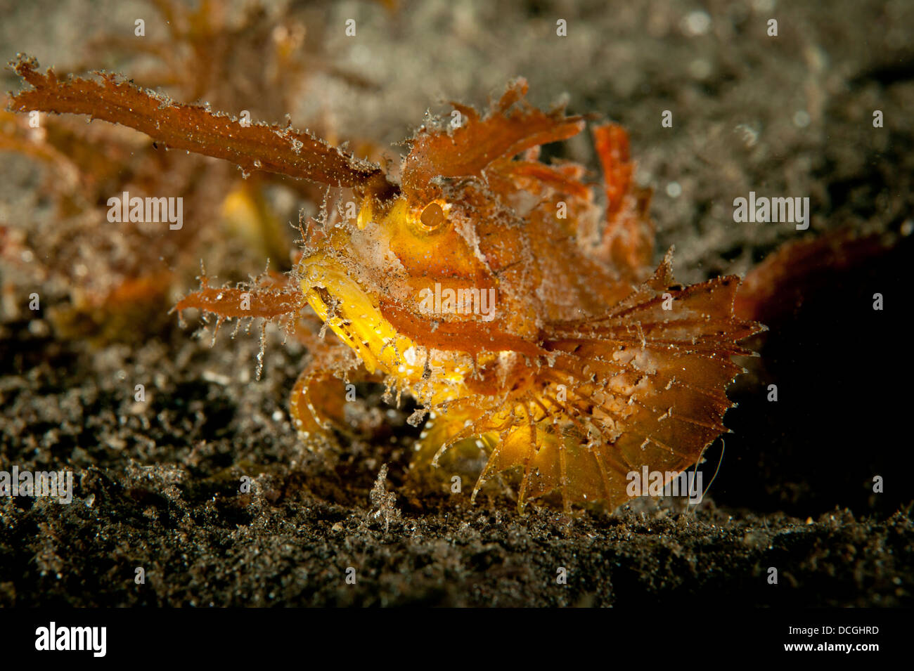 Ambon scorpionfish (Pteroidichthys amboinensis), variété rouge et orange, le Détroit de Lembeh (Indonésie). Banque D'Images