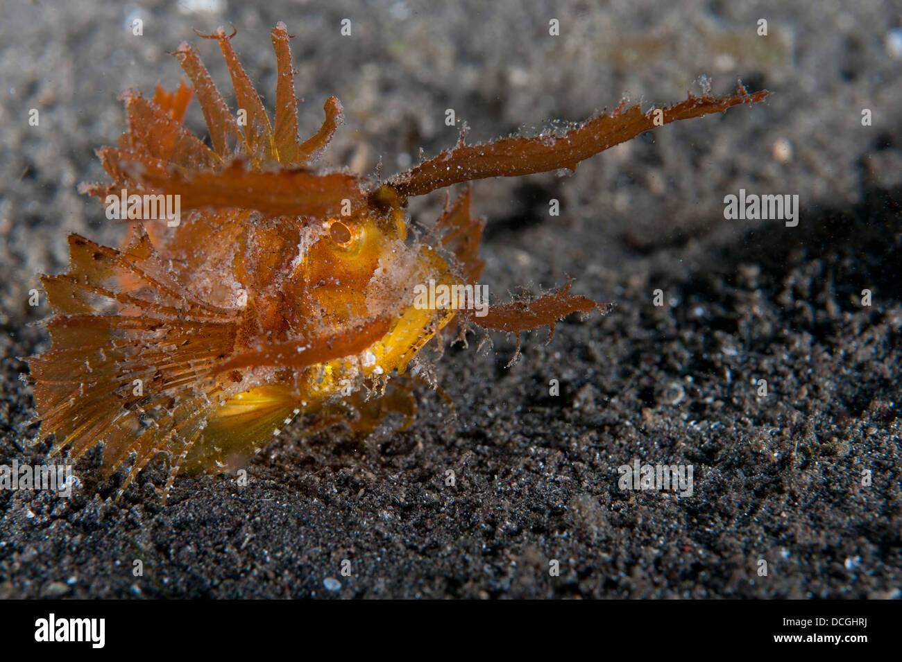 Ambon scorpionfish (Pteroidichthys amboinensis), variété rouge et orange, le Détroit de Lembeh (Indonésie). Banque D'Images