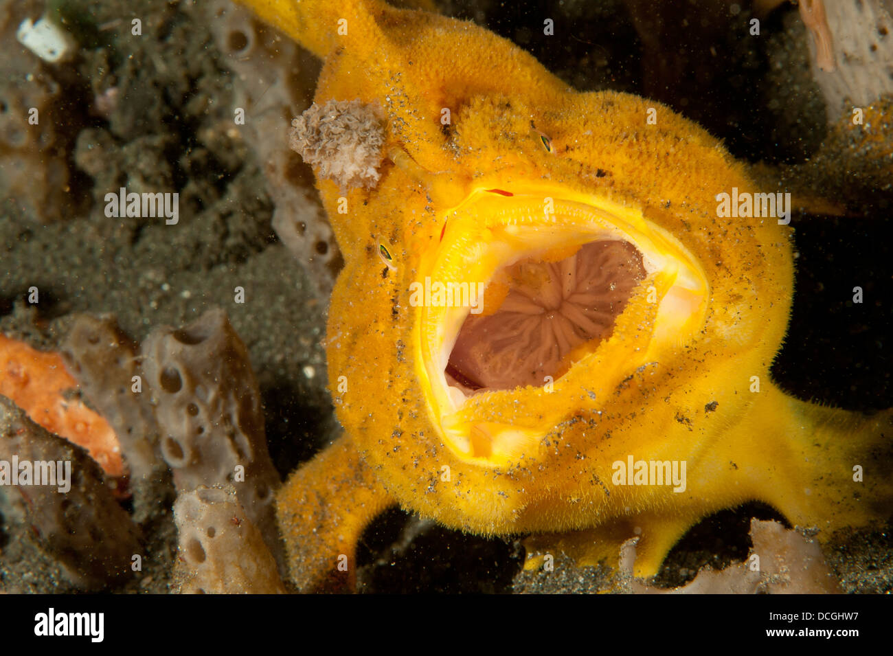 Poissons grenouille (Antennarius sp.), jaune/orange variété avec grand leurre, bouche ouverte, le Détroit de Lembeh (Indonésie). Banque D'Images