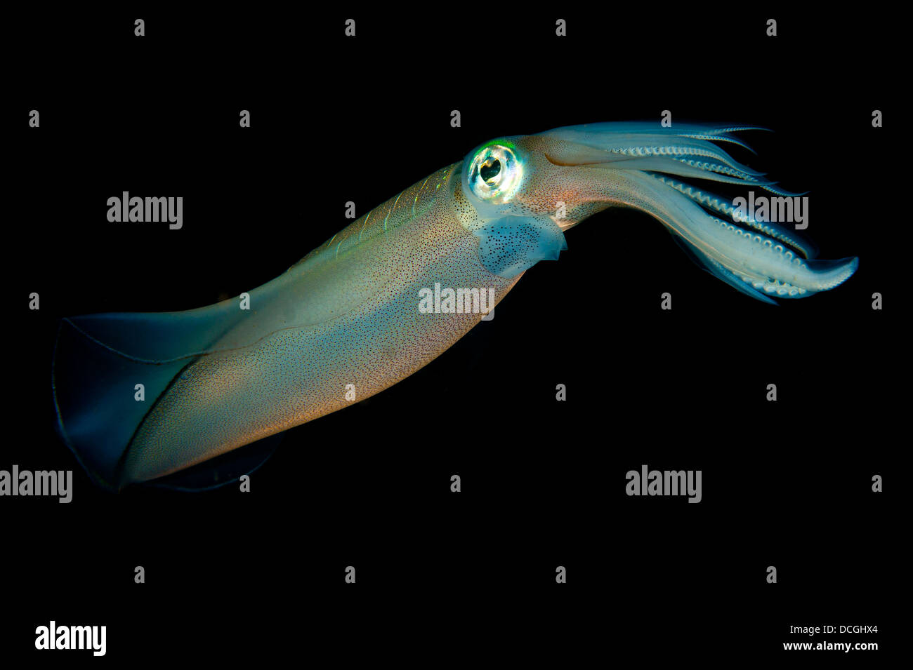 Bigfin reef squid tendant les oeufs le long d'une ligne de bouées, le Détroit de Lembeh (Indonésie). Banque D'Images