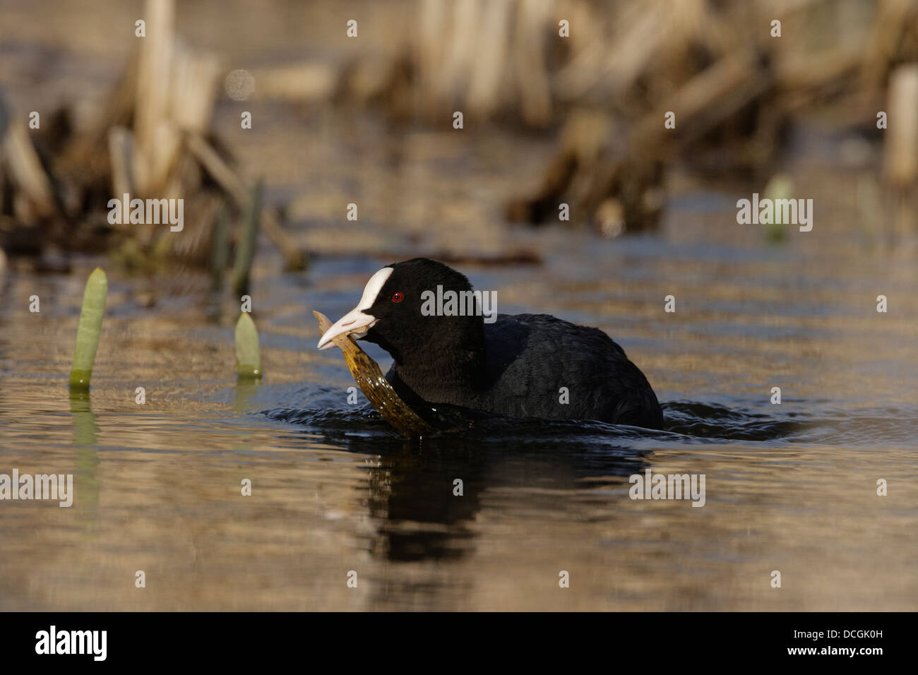 Foulque macroule (Fulica atra) nage avec le matériel du nid dans son bec Banque D'Images