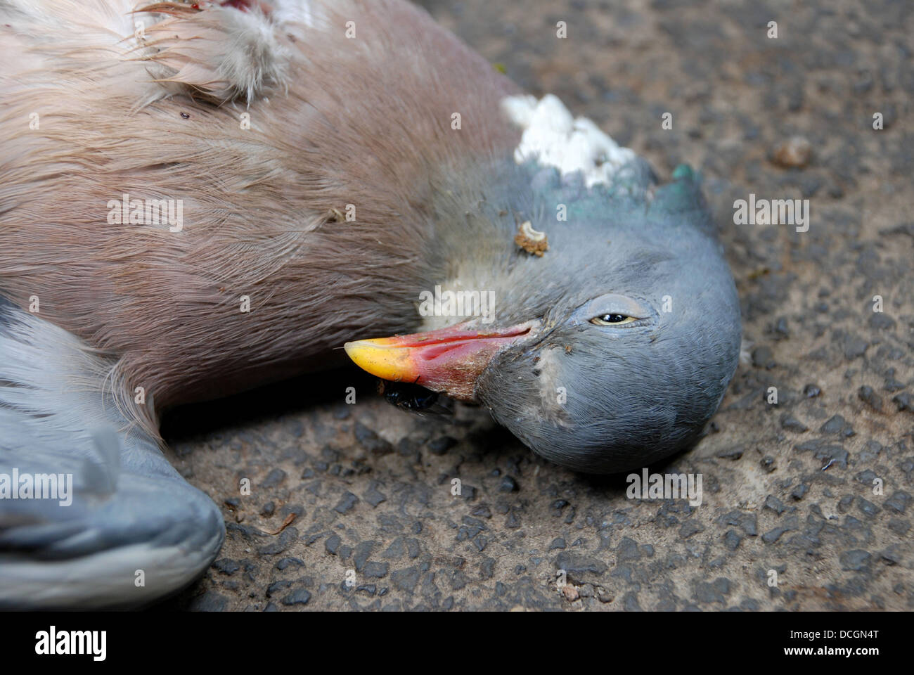 Gros plan du pigeon bois mort couché dans une country lane Banque D'Images